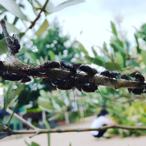 オリーブの木で密なナゾの虫-Instagram